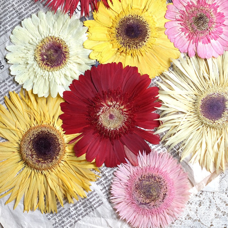 1 Stück/7–9 cm, gepresste Gerb – Resin Craft Ideas Bewertung und Preis